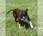 Small #3 American Pit Bull Terrier