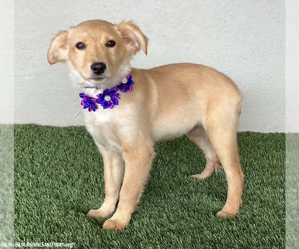 Medium Photo #2 Borador Puppy For Sale in San Diego, CA, USA