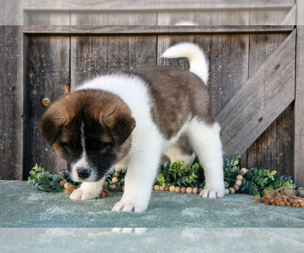 Medium Photo #2 Akita Puppy For Sale in MILLERSBURG, OH, USA