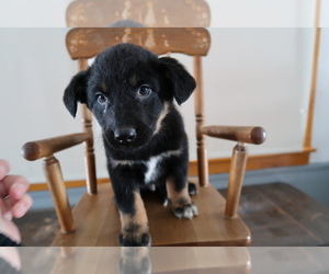 Australian Cattle Dog Puppy for sale in JACKSON, MI, USA