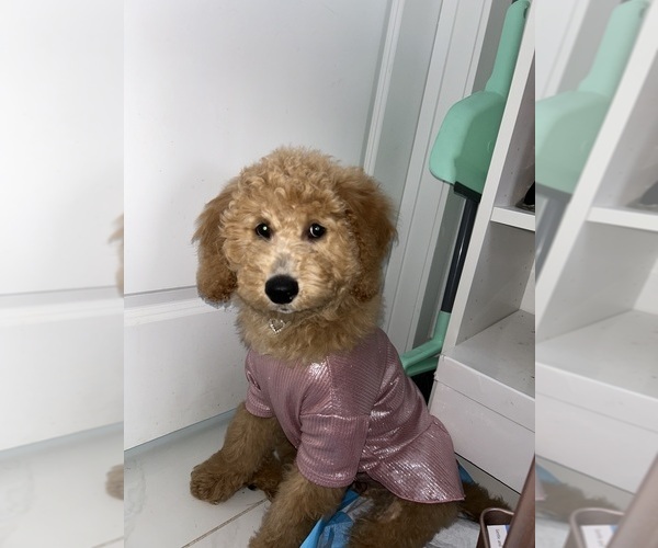 Medium Photo #1 Goldendoodle Puppy For Sale in MIAMI, FL, USA