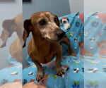 Small #2 Dachshund