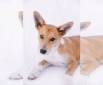 Small #5 Pembroke Welsh Corgi Mix
