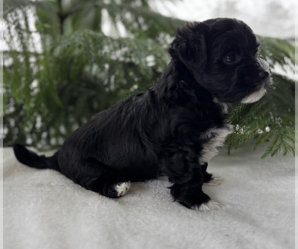 Medium Photo #9 Morkie Puppy For Sale in ROCK STREAM, NY, USA