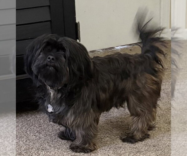 Medium Photo #1 Maltese-Unknown Mix Puppy For Sale in Andover, MN, USA