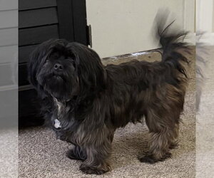 Maltese-Unknown Mix Dogs for adoption in Andover, MN, USA