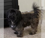 Small Maltese Mix