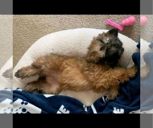 Soft Coated Wheaten Terrier Puppy for sale in LITITZ, PA, USA