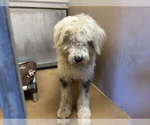 Old English Sheepdog Dogs for adoption in Martinez, CA, USA