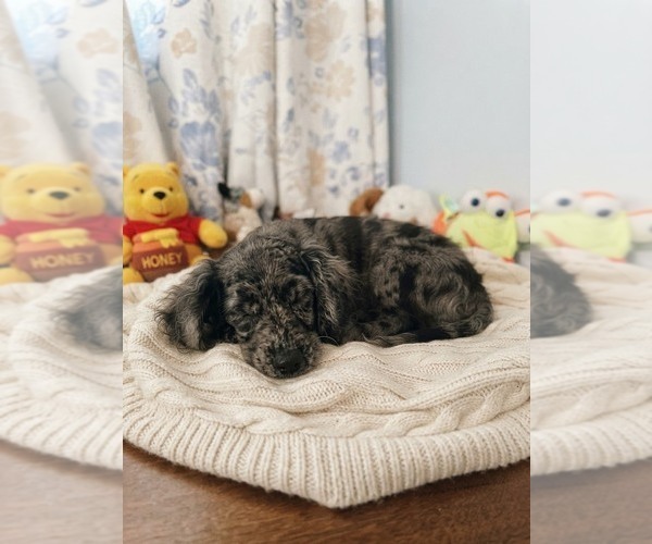 Medium Photo #3 Cockapoo (Miniature) Puppy For Sale in DURHAM, CT, USA