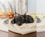 Litter of 4 - Male(s) and Female(s) Cockapoo (Miniature)Litter of Puppies for Sale - Photo #3