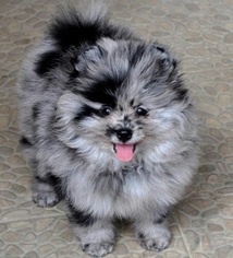 Pomeranian-Pomsky Mix Puppy for sale in LOS ANGELES, CA, USA