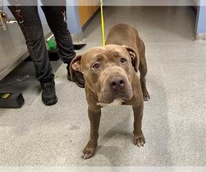 American Pit Bull Terrier Dogs for adoption in Orange, CA, USA