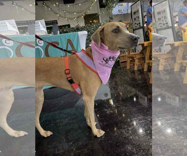 Medium Photo #3 Black Mouth Cur-Weimaraner Mix Puppy For Sale in Rosenberg, TX, USA