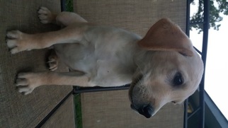 Labrador Retriever Puppy for sale in NEOSHO, MO, USA
