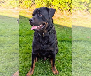 Agar - Ball Tossing is My Thing - Male Rottweiler Dog for Adoption - Photo #5