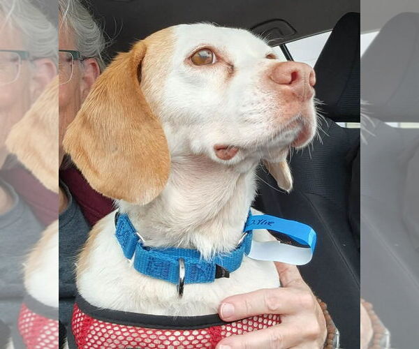 Medium Photo #4 Beagle Puppy For Sale in Dunnellon, FL, USA