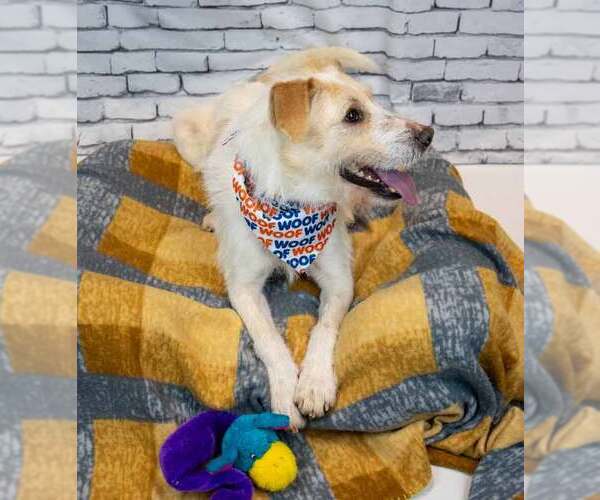 Medium Photo #3 Mutt Puppy For Sale in Kennesaw, GA, USA