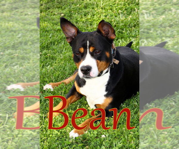 Medium Photo #3 American Pit Bull Terrier Puppy For Sale in Evansville, IN, USA
