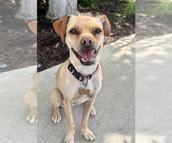 Medium Photo #1 Chihuahua-Unknown Mix Puppy For Sale in Newport Beach, CA, USA