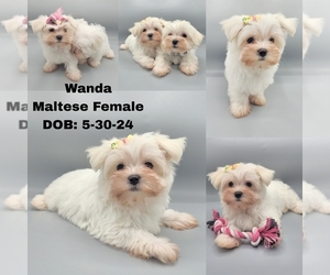 Maltese Puppy for sale in REWEY, WI, USA