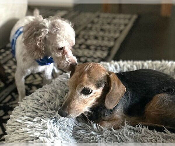 Medium Photo #4 Poodle (Miniature) Puppy For Sale in Boonton, NJ, USA