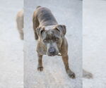Small #4 Labrador Retriever Mix
