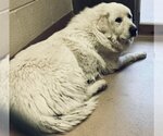 Small Photo #18 Great Pyrenees Puppy For Sale in Spring, TX, USA