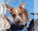 Small Photo #2 Australian Cattle Dog Puppy For Sale in SYLMAR, CA, USA