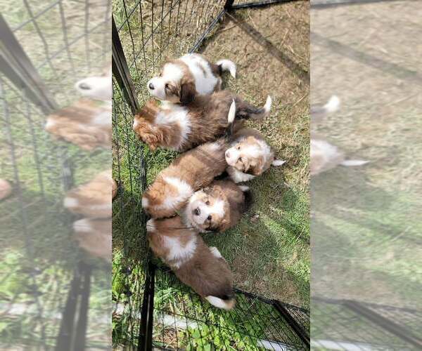 Medium Photo #5 Great Bernese Puppy For Sale in HARRIMAN, TN, USA