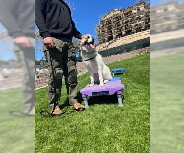 Medium Photo #6 Anatolian Shepherd-Unknown Mix Puppy For Sale in Dana Point, CA, USA