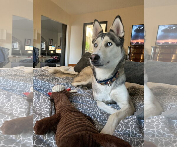 Medium Photo #10 Siberian Husky-Unknown Mix Puppy For Sale in Cedar Crest, NM, USA