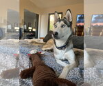 Small #9 Siberian Husky Mix