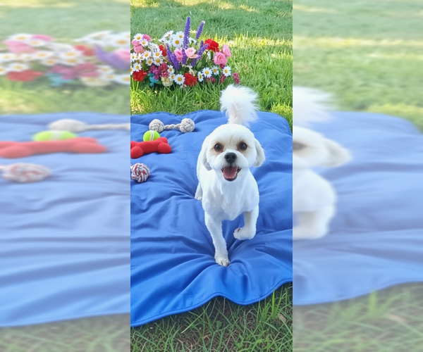 Medium Photo #4 Zuchon Puppy For Sale in Weston, FL, USA