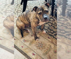 Princess - Female Staffordshire Bull Terrier-Unknown Mix Dog for Adoption - Photo #3