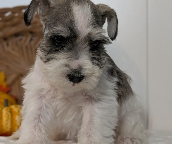 Medium Photo #4 Schnauzer (Miniature) Puppy For Sale in GOSHEN, IN, USA