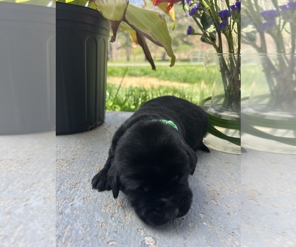 Medium Photo #6 Labrador Retriever Puppy For Sale in NEOLA, WV, USA