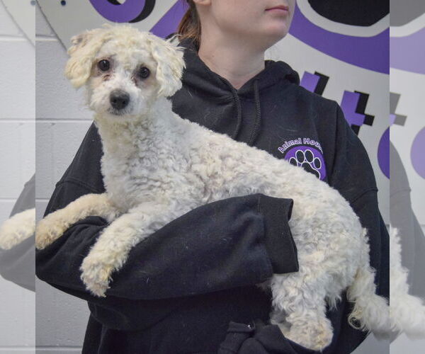 Medium Photo #2 Bichon Frise-Unknown Mix Puppy For Sale in Huntley, IL, USA