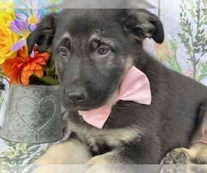 German Shepherd Dog Puppy for sale in LANCASTER, PA, USA