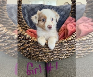 Australian Shepherd Puppy for sale in MIDDLESEX, NC, USA