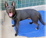Small #1 German Shepherd Dog Mix