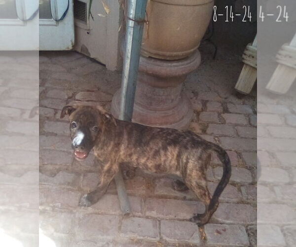 Medium Photo #13 Mutt Puppy For Sale in Apple Valley, CA, USA