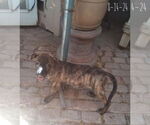 Small #12 Mutt