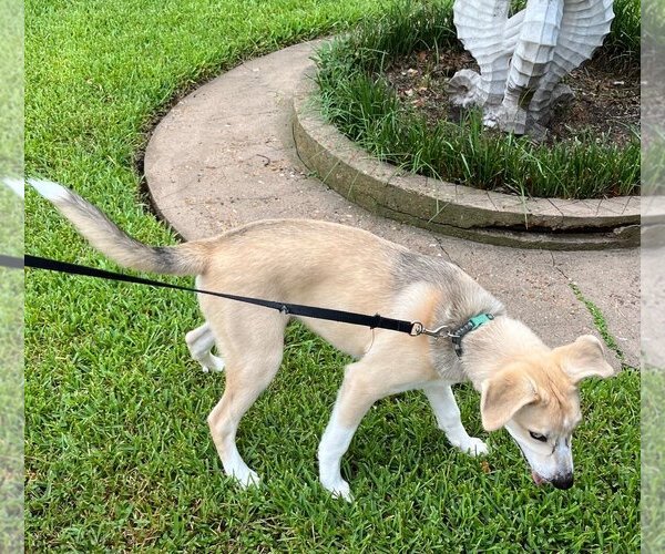 Medium Photo #1 Huskies -Labrador Retriever Mix Puppy For Sale in HOUSTON, TX, USA