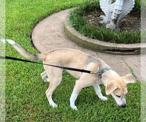 Huskies -Labrador Retriever Mix Dogs for adoption in HOUSTON, TX, USA