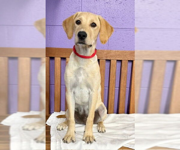 Medium Photo #2 Mutt Puppy For Sale in Genesee, WI, USA