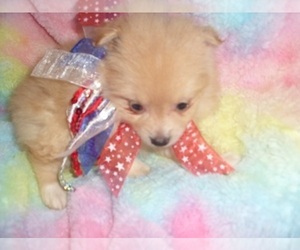 Pomeranian Puppy for sale in JACKSON, MS, USA