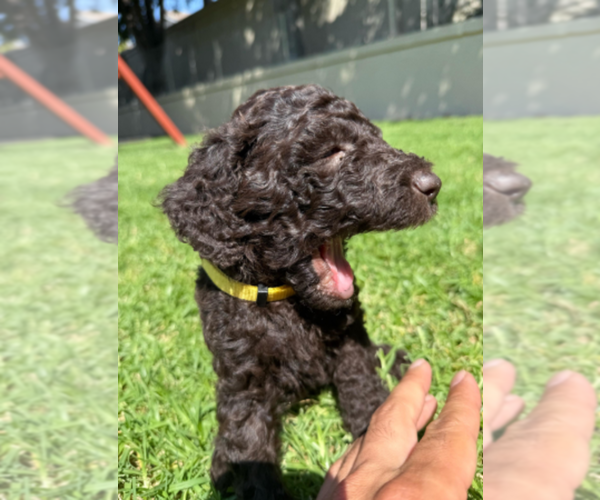 Medium Photo #2 Labradoodle mix (+ Poodle Standard) Puppy For Sale in CHULA VISTA, CA, USA