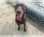 Small #2 Labrador Retriever Mix
