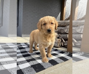Golden Retriever Puppy for sale in INDIANAPOLIS, IN, USA